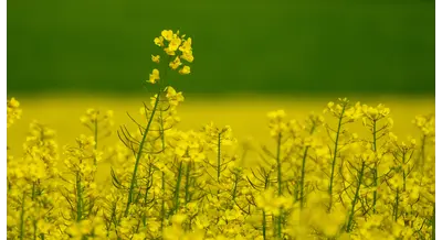 "ЕвроХим" и Lidea испытали питание для воронежского рапса