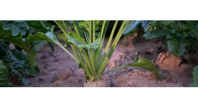 Что происходит с сахарной свеклой - рассказали эксперты
