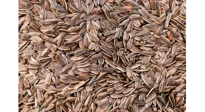 Ой, мороз: алтайские аграрии возобновили уборку подсолнечника