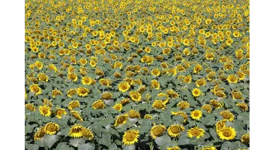 Терпенье, труд и перевыполненные планы – Свердловский АПК завершает сезон победами