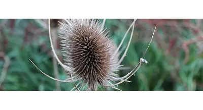 Уйдет с молотка: что делал на полях недобросовестный фермер
