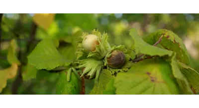 Выручка взлетит в 40 раз: фермеры раскрыли дерзкий план по захвату рынка