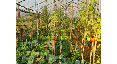 Жить можно: эксперт оценил рентабельность овощеводства на Юге в 15-18%