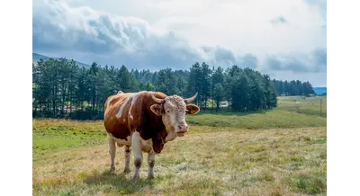 Волгоградские племенные хозяйства получат средства на геномную селекцию
