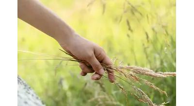 "Рассия" в составе агрохолдинга Балакова – от стагнации к рекордным урожаям