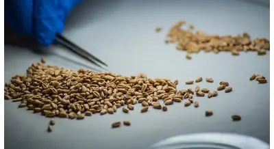 Рекордсмены по качеству: пшеница на Кубани и в Адыгее более чем удалась 