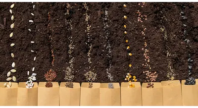 Импортные семена уходят в прошлое – эксперты посчитали потери