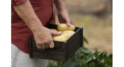 Картофелеводы получили 324 млн рублей по страховкам – как так вышло