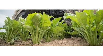 Сладкий рекорд: в Липецкой области подводят итоги уборочной