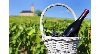 Волгоградские виноградари получат право строить на сельхозземлях – зачем это нужно