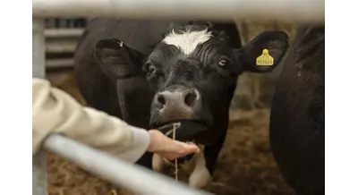 В России появятся саморегулируемые организации племхозяйств – что это такое