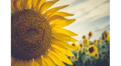 Зерновая гонка: подсолнечник догоняет яровую пшеницу по площадям