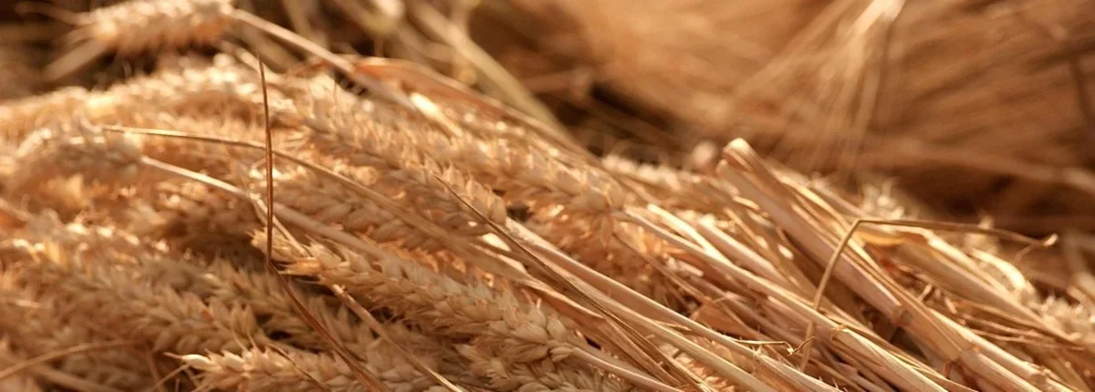 Основное изображение статьи