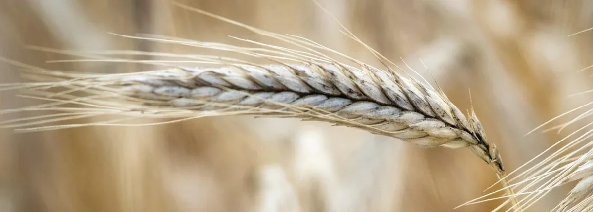 Основное изображение статьи