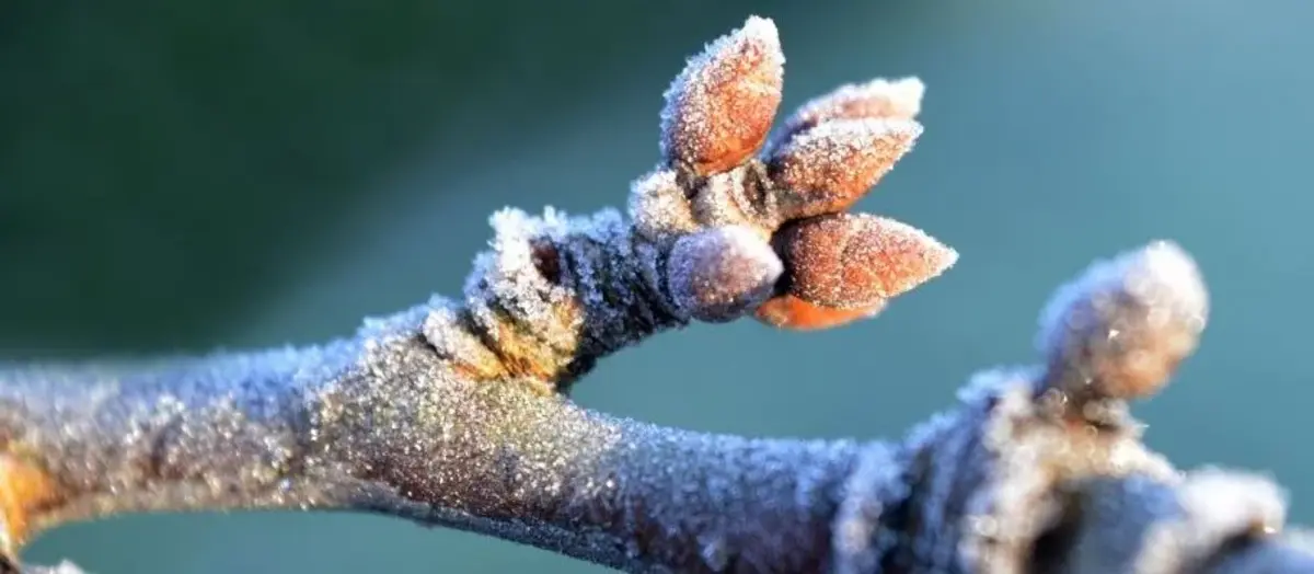 Основное изображение статьи