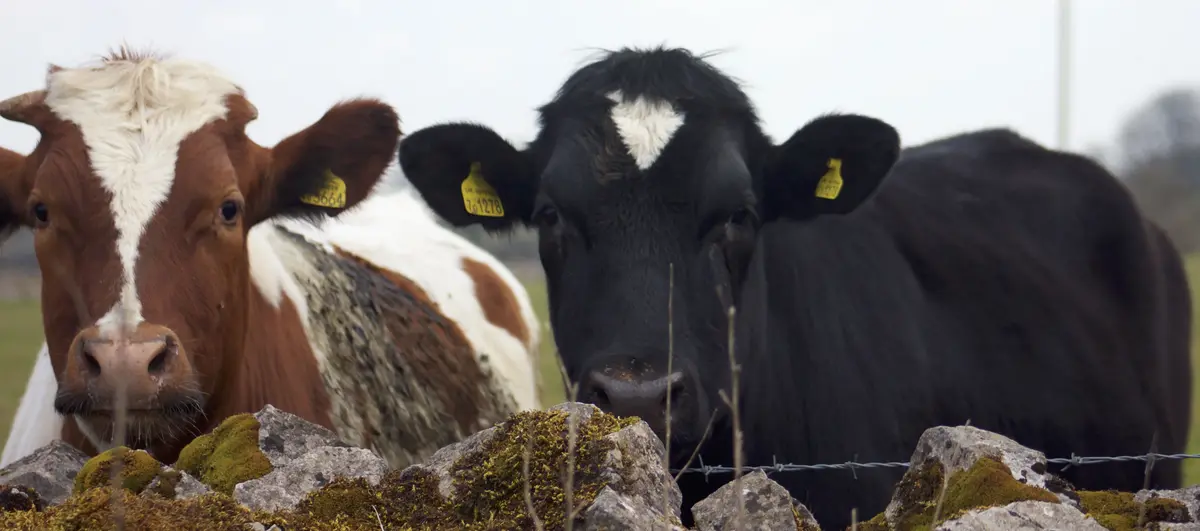 Основное изображение статьи