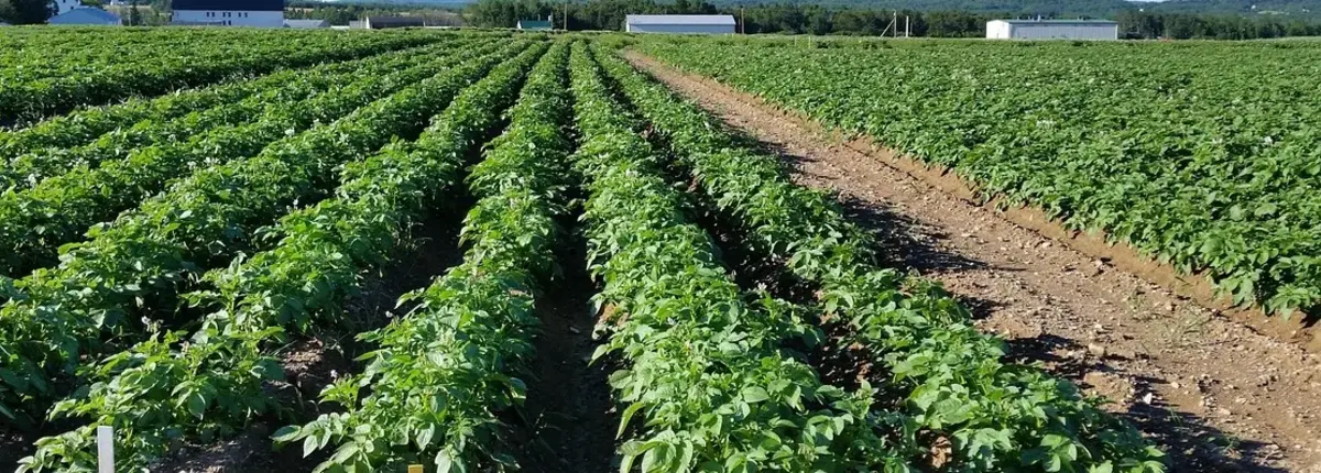 Основное изображение статьи