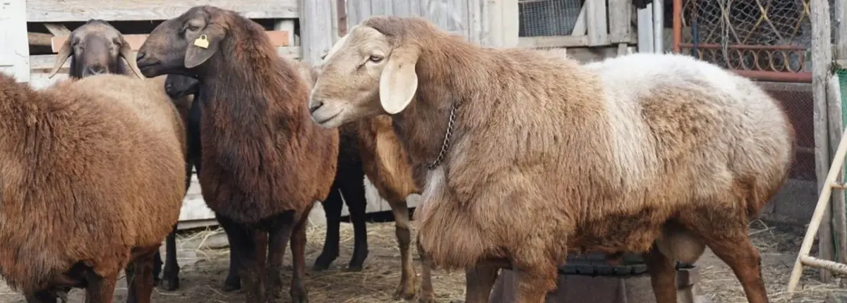 Основное изображение статьи