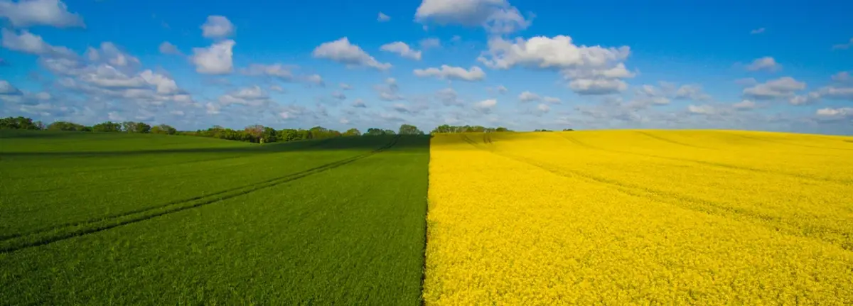 Основное изображение статьи