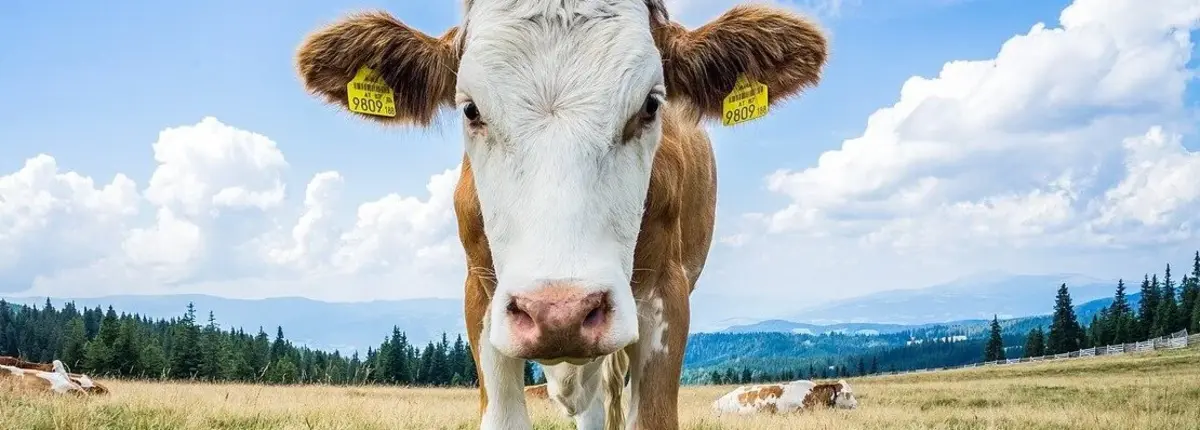 Основное изображение статьи