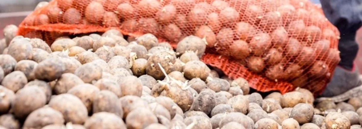 Основное изображение статьи