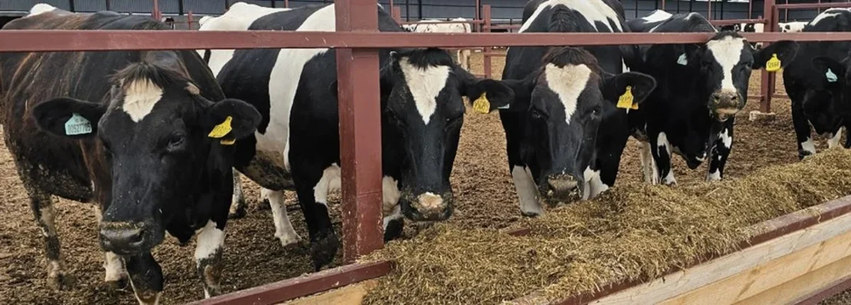 Основное изображение статьи