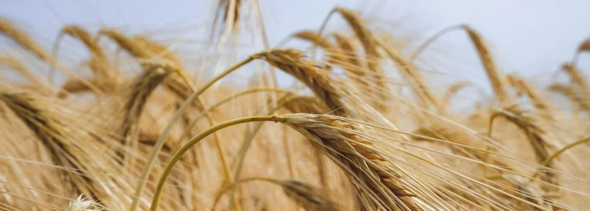 Основное изображение статьи