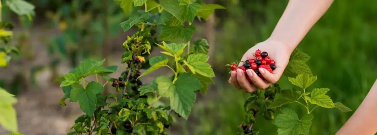 Основное изображение статьи