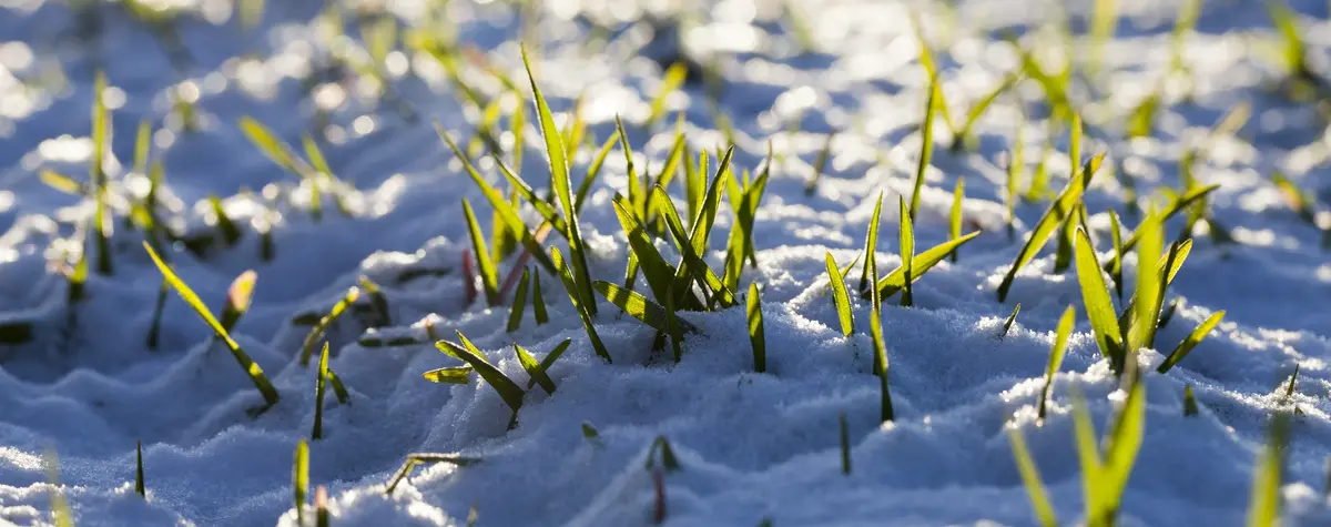 Основное изображение статьи