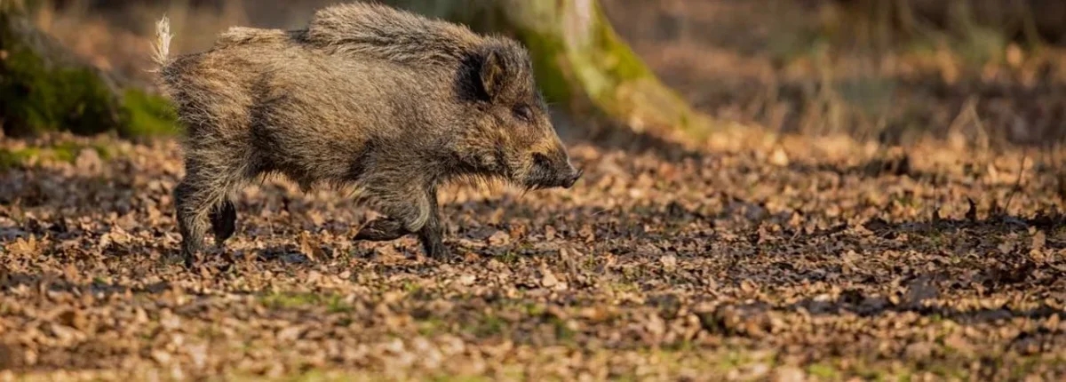 Основное изображение статьи