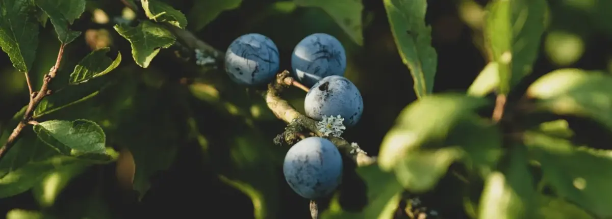 Основное изображение статьи