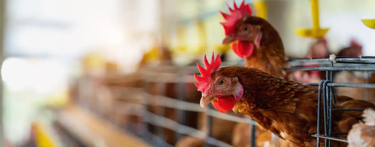 Основное изображение статьи