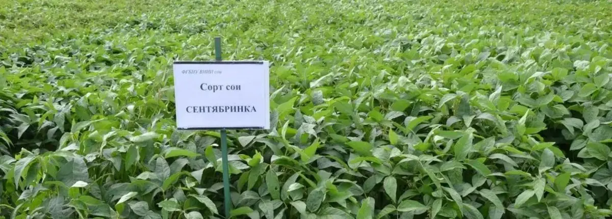 Основное изображение статьи