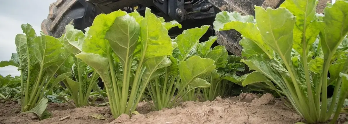 Основное изображение статьи