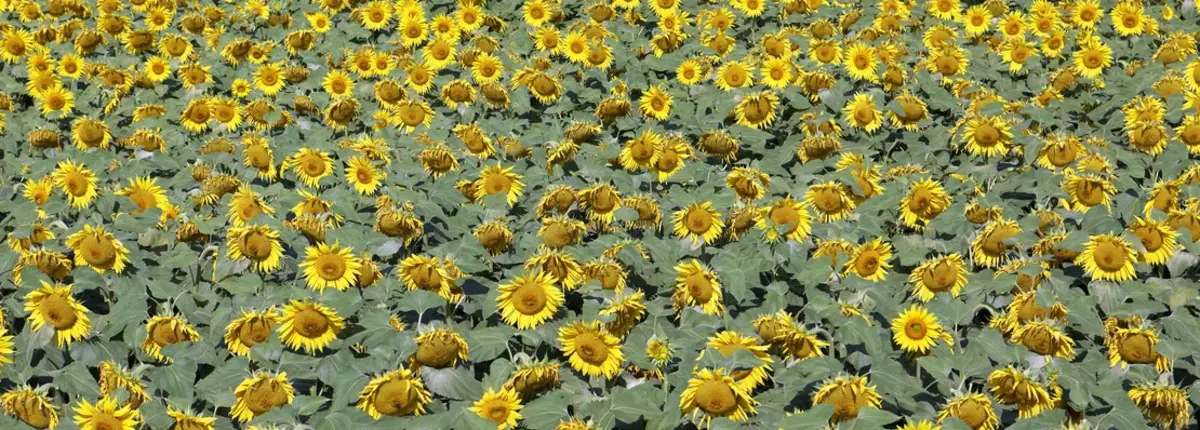 Основное изображение статьи