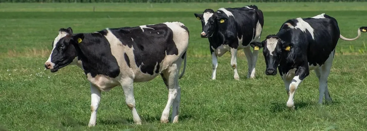 Основное изображение статьи