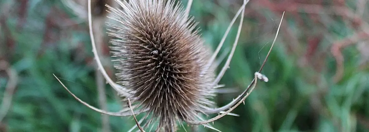 Основное изображение статьи