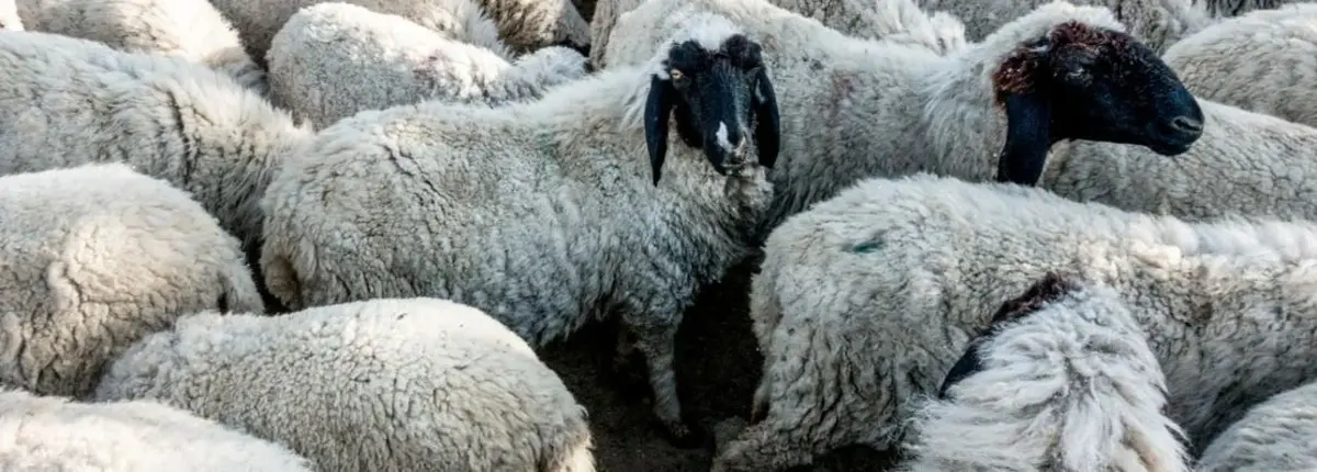 Основное изображение статьи