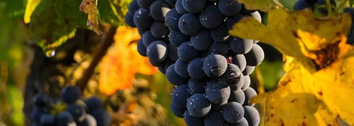 Основное изображение статьи