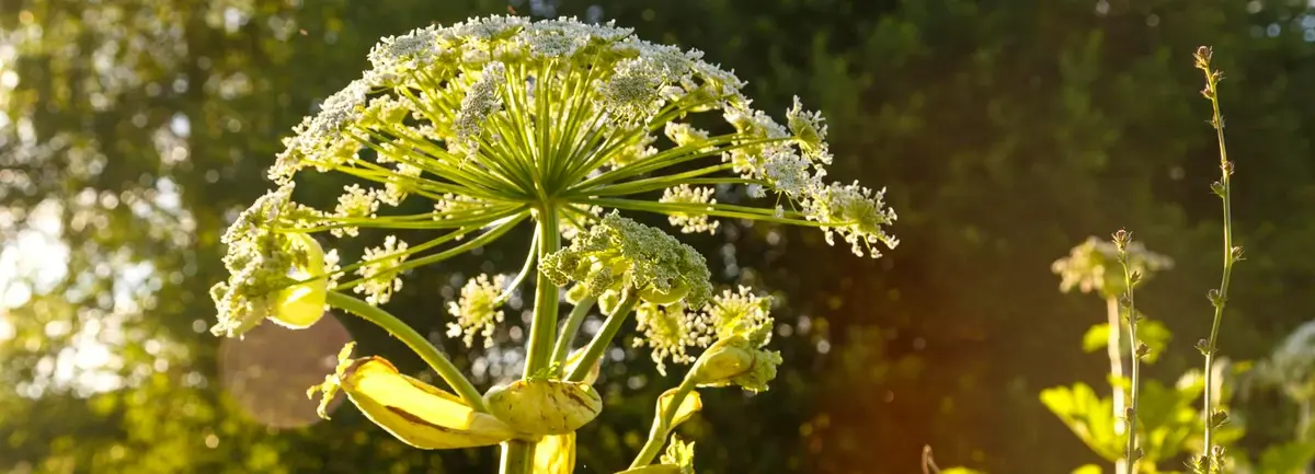 Основное изображение статьи