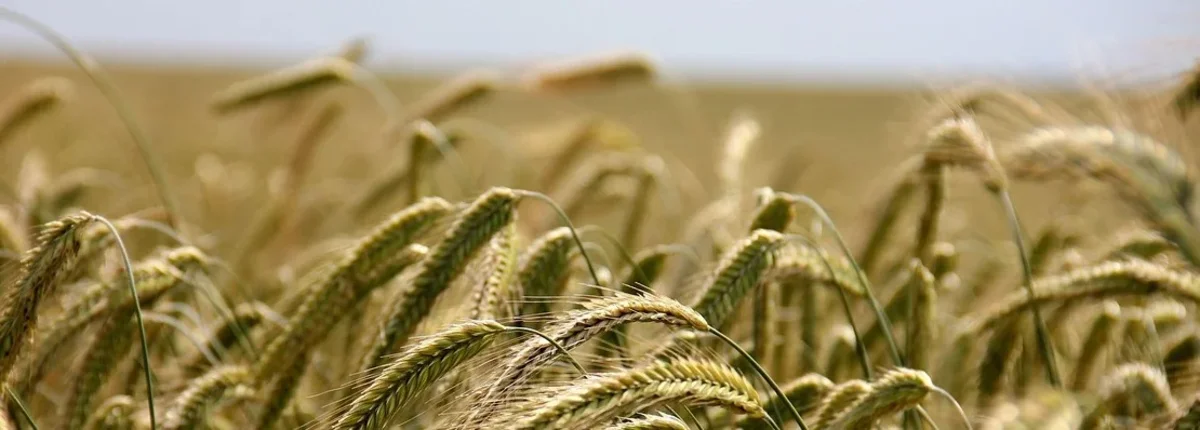 Основное изображение статьи