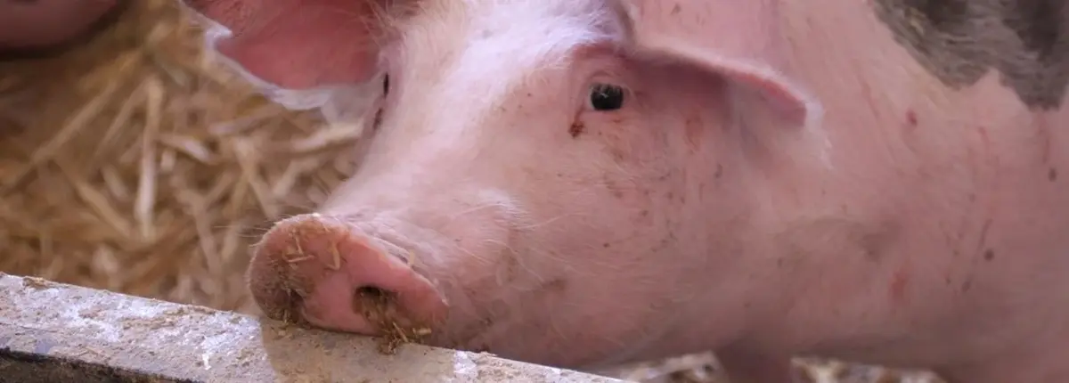 Основное изображение статьи