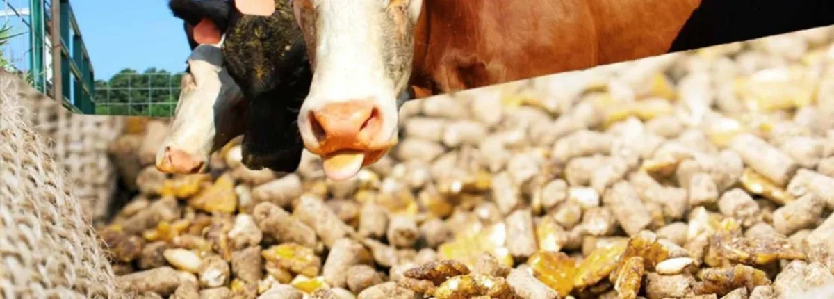 Основное изображение статьи