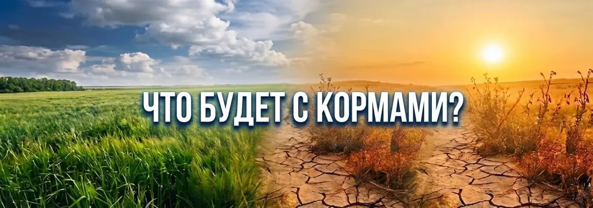 Основное изображение статьи