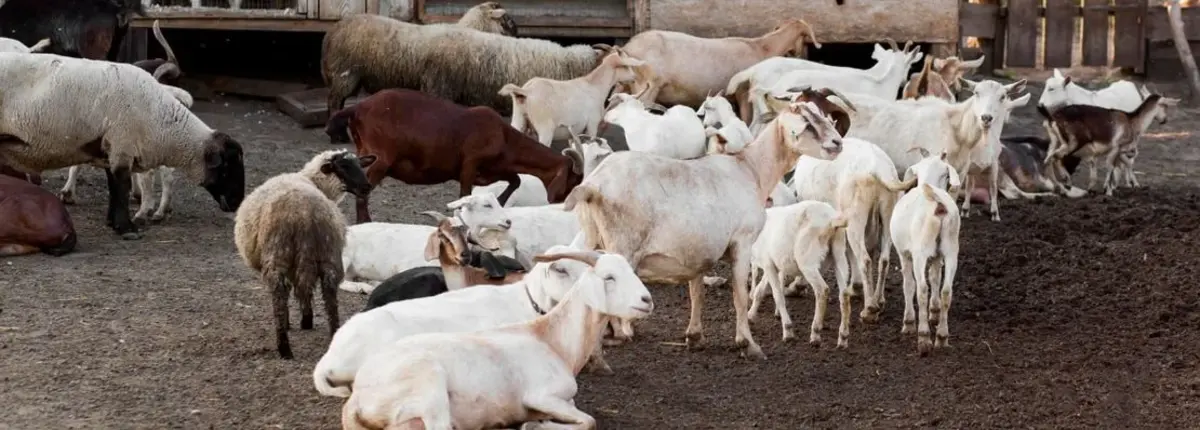 Основное изображение статьи