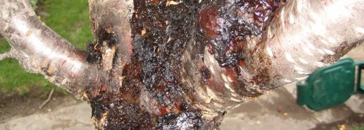 Основное изображение статьи