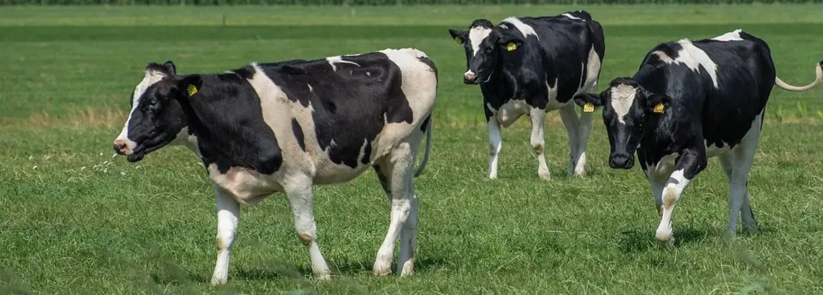 Основное изображение статьи