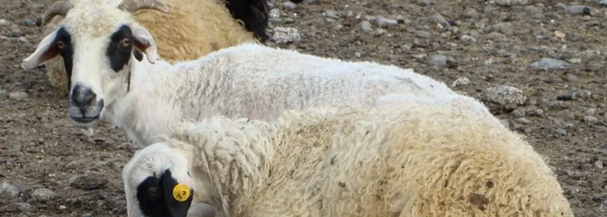 Основное изображение статьи