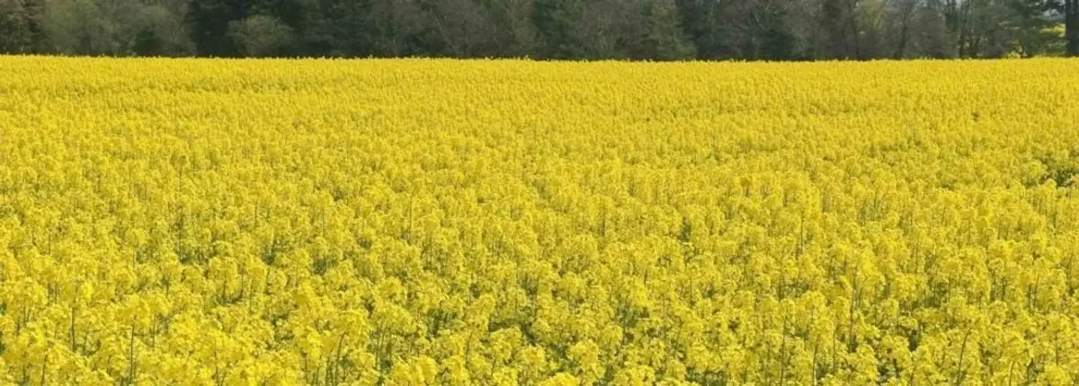 Основное изображение статьи