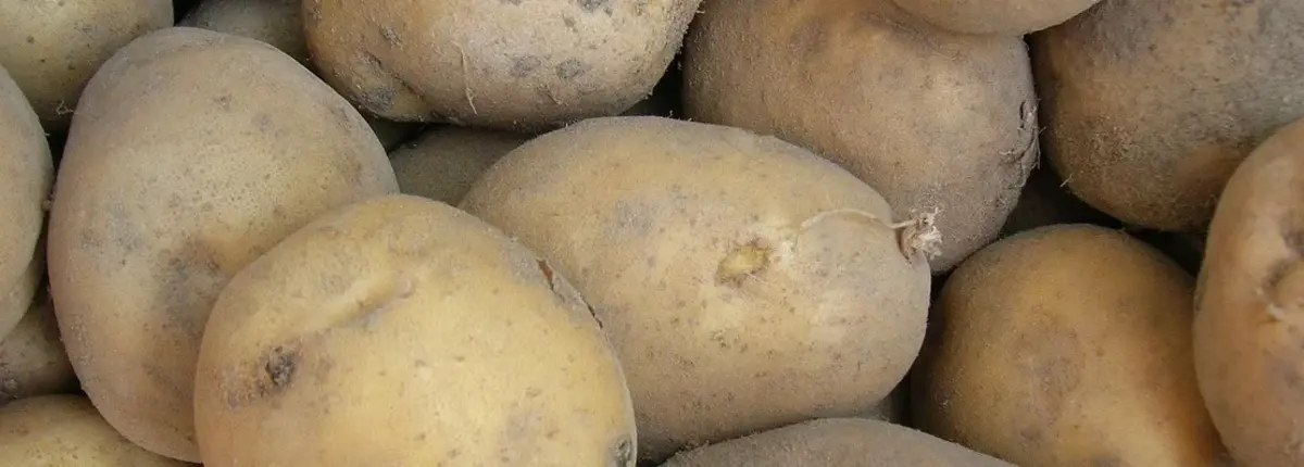 Основное изображение статьи